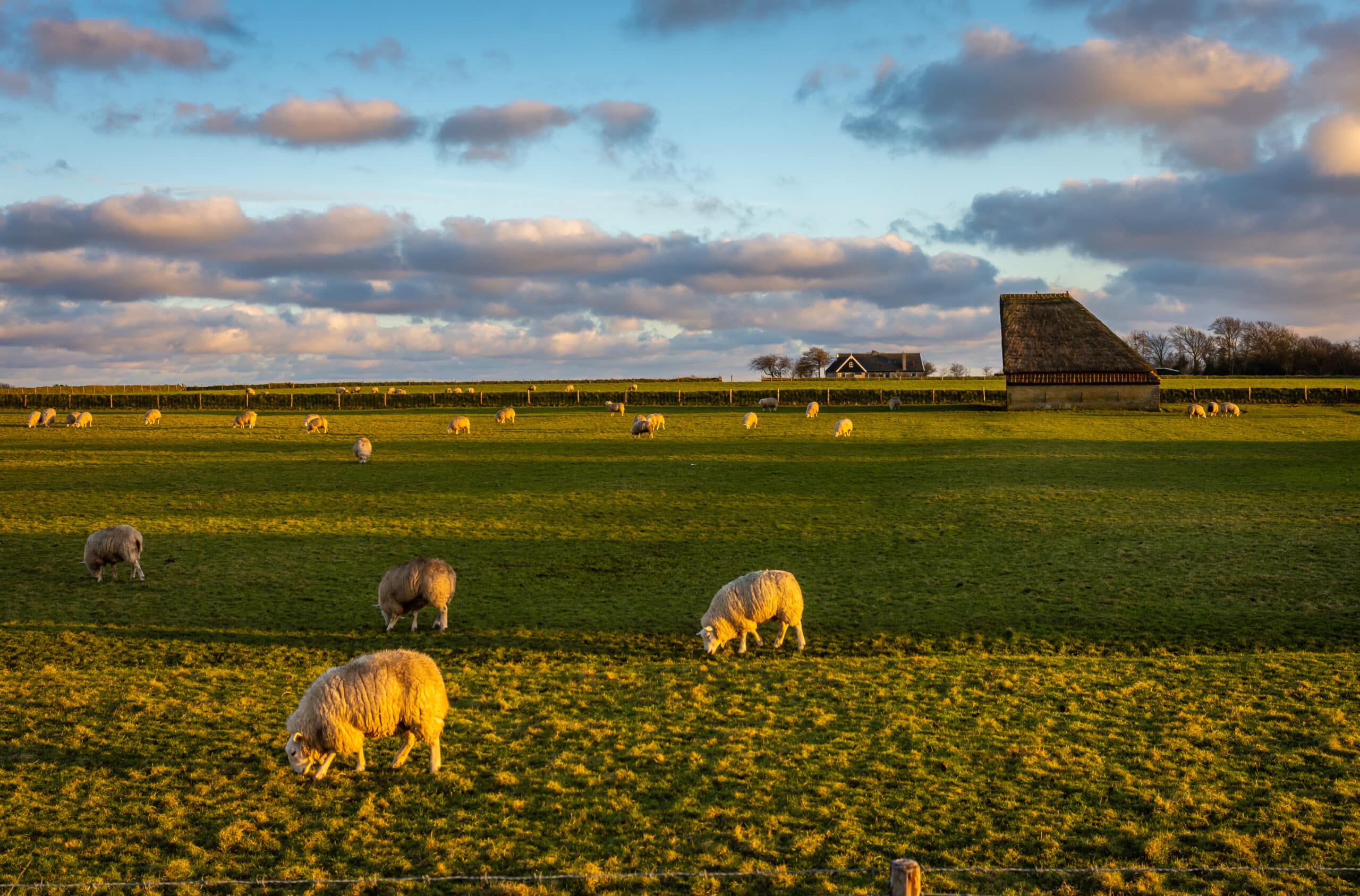 iStock 1462972334 scaled